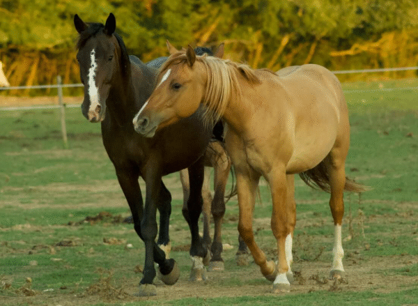 Common Misconceptions About Horse Welfare