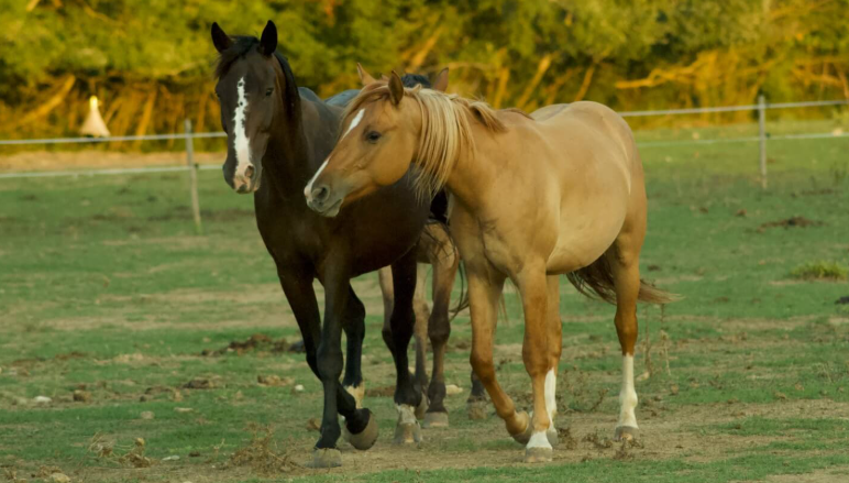 Common Misconceptions About Horse Welfare