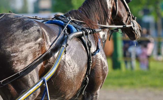 Common Myths About Horse Racing
