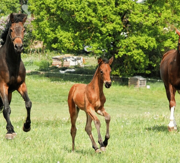 Colts, Fillies, Geldings & Mares: What’s the Difference?