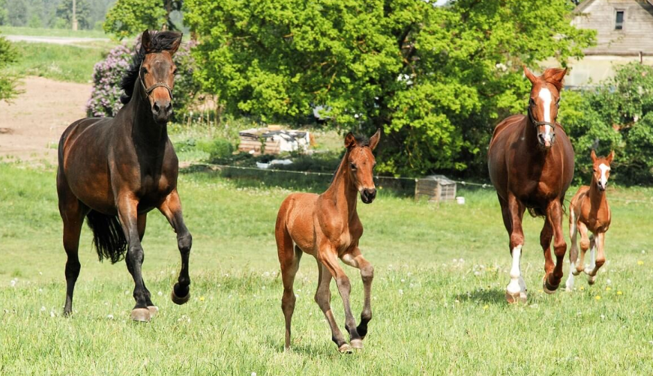 Colts, Fillies, Geldings & Mares: What’s the Difference?